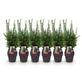 Taxus media Hillii – 6 Pflanzen für 1 Meter Hecke – Immergrün & winterhart – Eibe für dichte, schnittfeste Hecken – Ø17cm – Höhe ca. 60cm – Plant