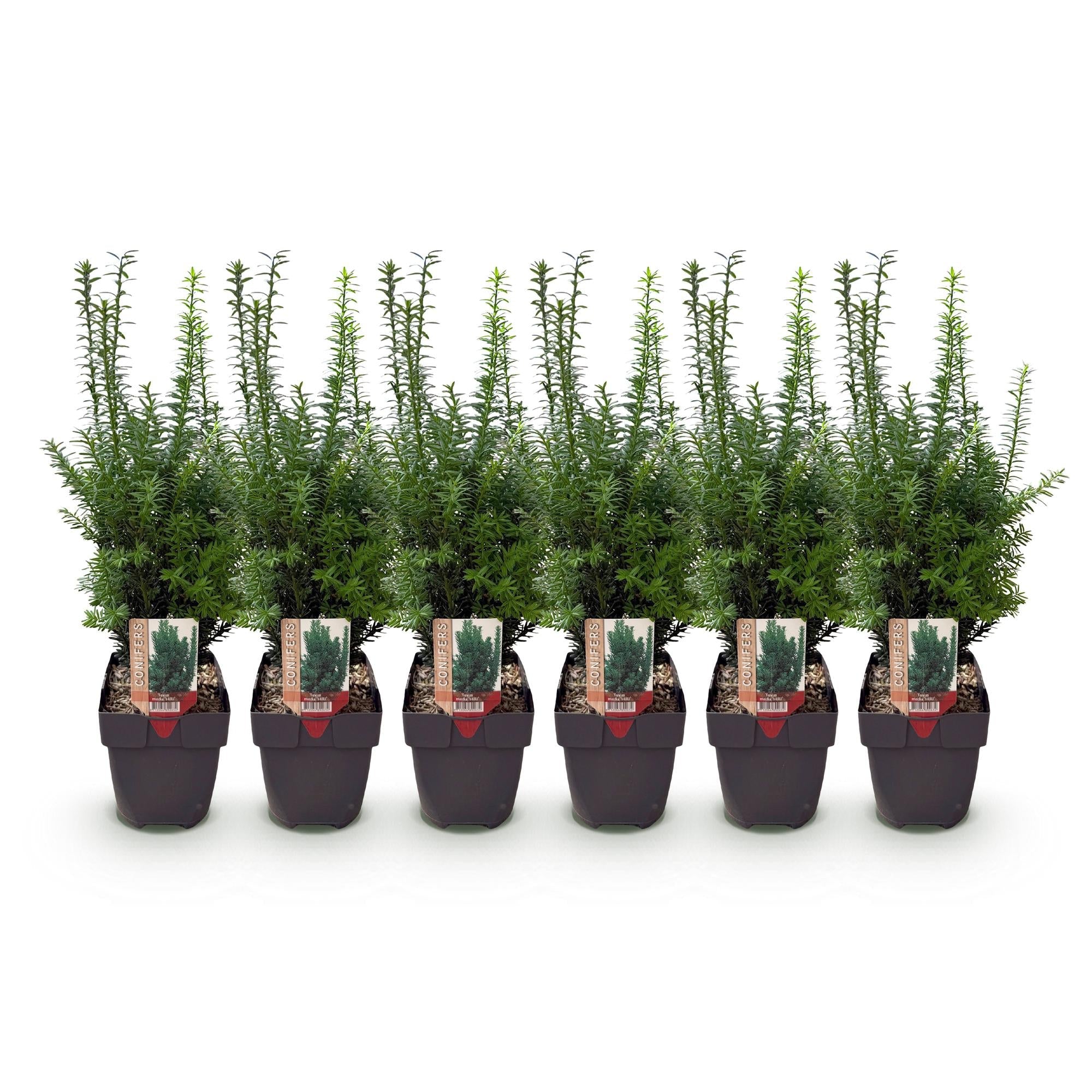 Taxus media Hillii – 6 Pflanzen für 1 Meter Hecke – Immergrün & winterhart – Eibe für dichte, schnittfeste Hecken – Ø17cm – Höhe ca. 60cm – Plant