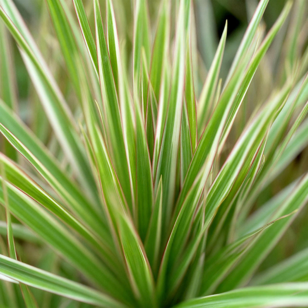 Dracaena Marginata Bicolor – Drachenbaum – 17cm – Höhe 70-75cm – Pflegeleichte rot – Plant