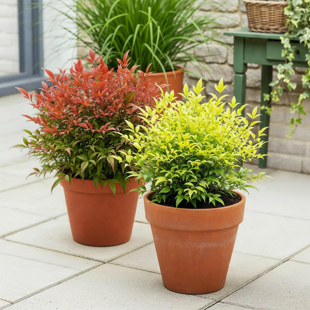Himmelsbambus Nandina Duo – Gelb & Rot – 2 Pflanzen – Immergrün – Pflegeleicht – 17cm Höhe 45cm