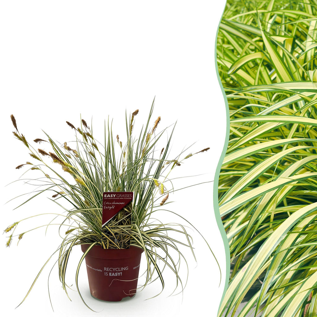 Ziergras Segge Carex oshimensis Evergold – Gelb – Grün panaschiert – Immergrün & winterhart – Höhe ca. 50cm – 17cm – Für Beet, Kübel & Balkon – Plant
