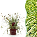 Ziergras Segge Carex oshimensis Evergold – Gelb – Grün panaschiert – Immergrün & winterhart – Höhe ca. 50cm – 17cm – Für Beet, Kübel & Balkon – Plant