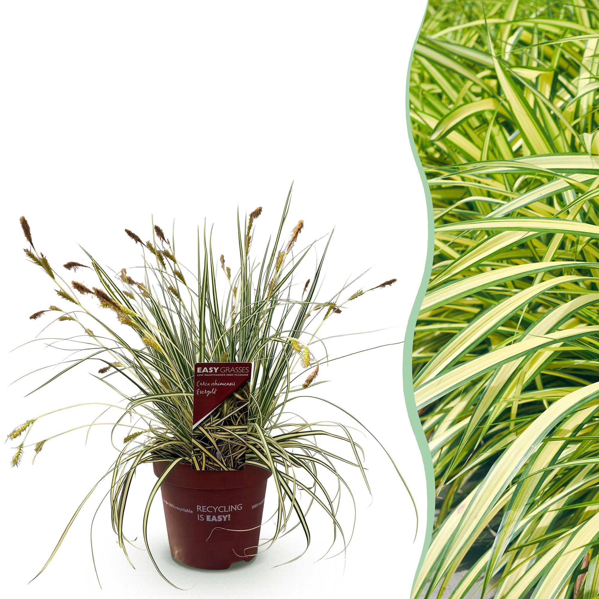 Ziergras Segge Carex oshimensis Evergold – Gelb – Grün panaschiert – Immergrün & winterhart – Höhe ca. 50cm – 17cm – Für Beet, Kübel & Balkon – Plant