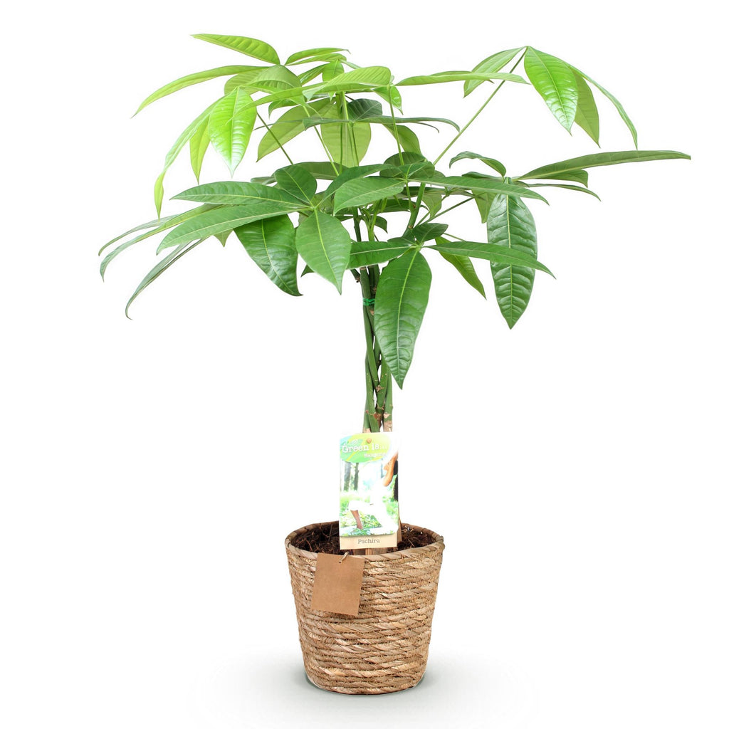 Pachira Aquatica – 60-70cm – 17cm inkl. Naturkorb – Pflegeleichter Geldbaum mit geflochtenem Stamm – Plant