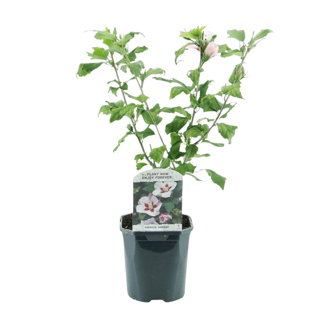 Garteneibisch Hibiscus syriacus Hamabo – Strauch – Blüte Hellrosa – Pflegeleicht – 17cm Höhe 45cm – Für sonnige & halbschattige Standorte – Plant