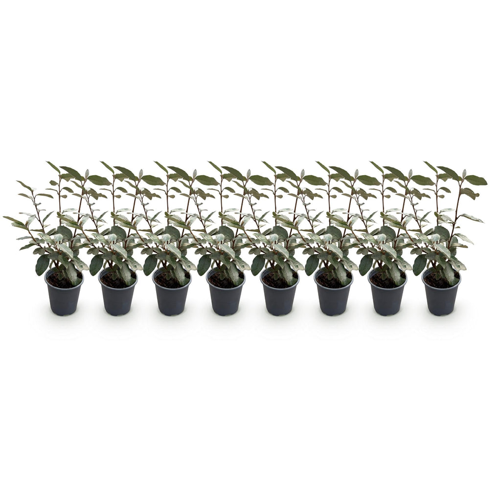 Ölweide Elaeagnus ebbingei Compacta – 8 Pflanzen für 1 lfm Hecke – Immergrün – 9cm – Höhe 30-35cm