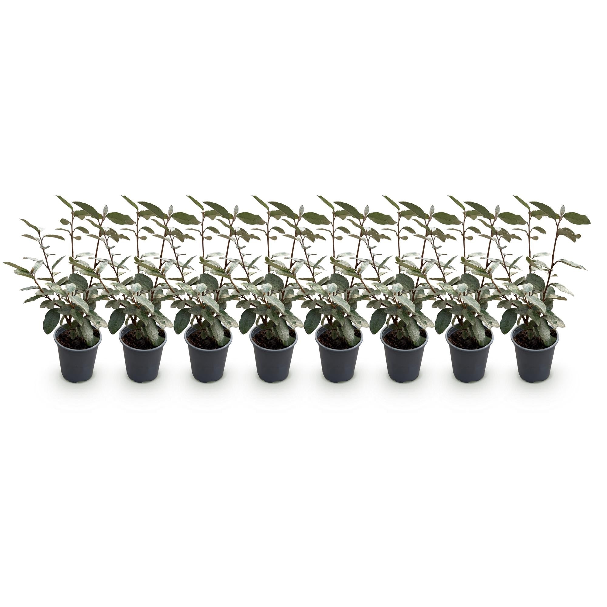 Ölweide Elaeagnus ebbingei Compacta – 8 Pflanzen für 1 lfm Hecke – Immergrün – 9cm – Höhe 30-35cm