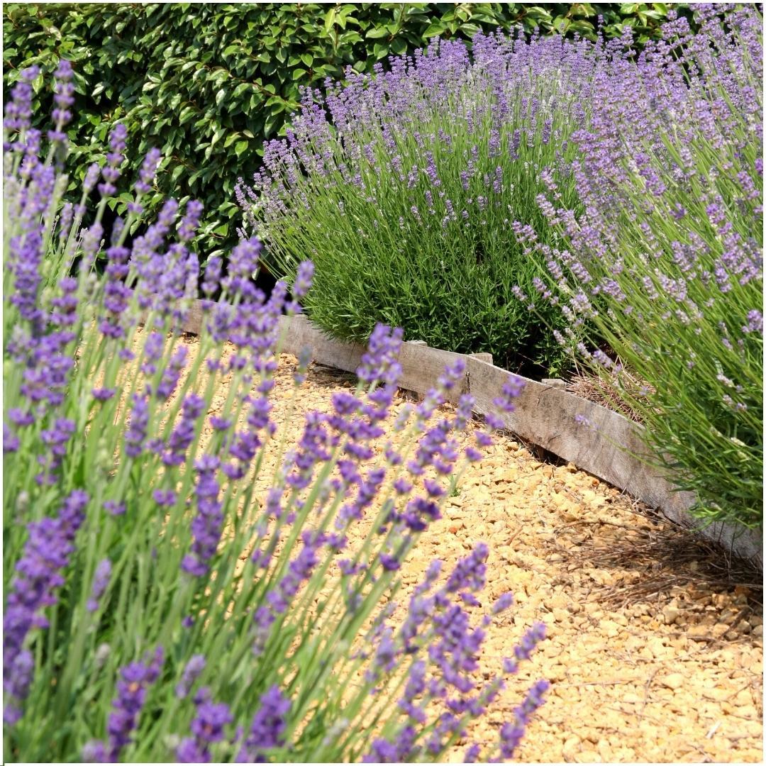 Echter Lavendel Felice – Lavandula angustifolia – Ø12cm – 50cm hoch – 24 Pflanzen – Winterhart – Duftend – Bienen & Schmetterlinge – Plant