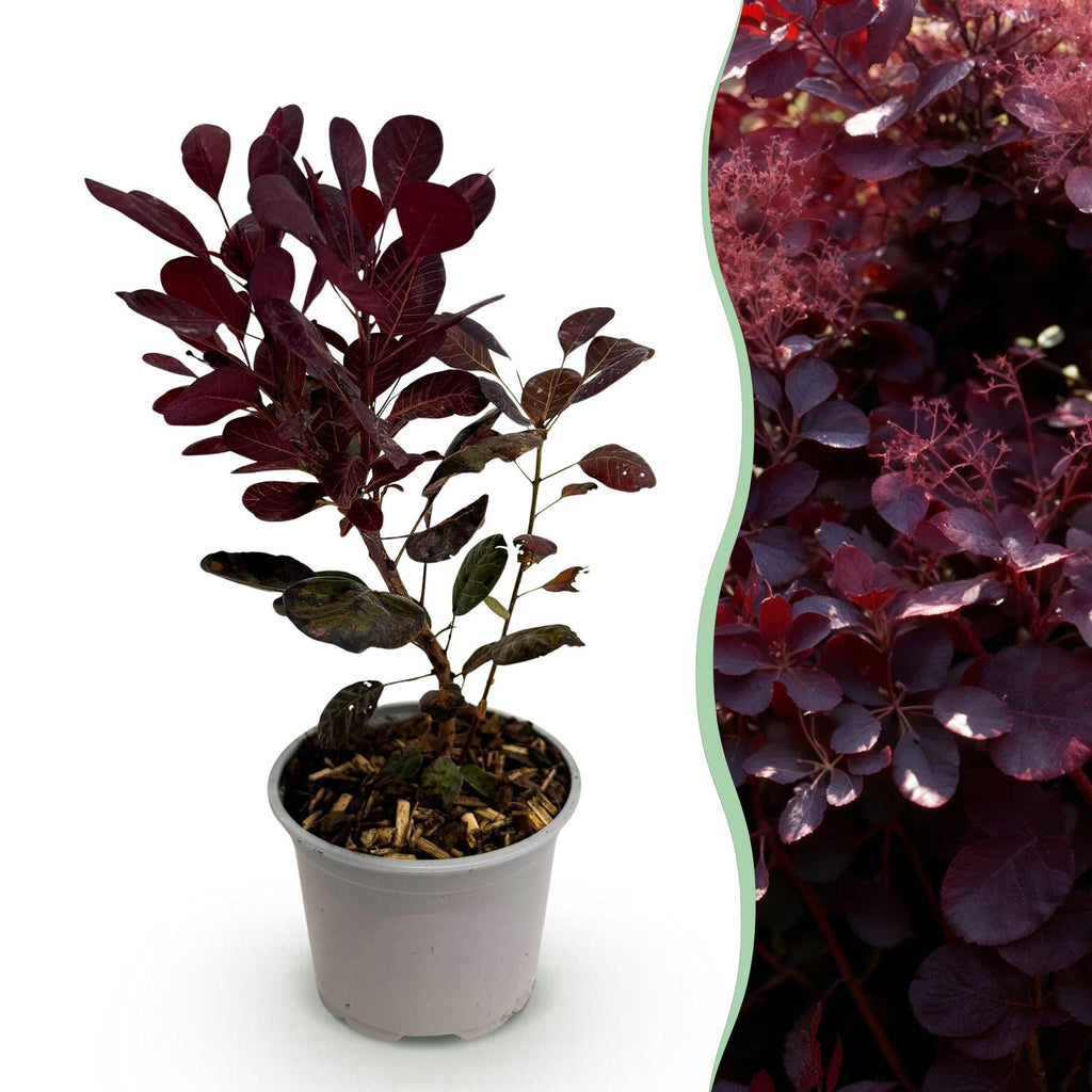 Cotinus coggygria Lilla – 12cm – Höhe ca. 35cm – Purpurrotes Laub & lila Sommerblüte – Plant