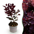 Cotinus coggygria Lilla – 12cm – Höhe ca. 35cm – Purpurrotes Laub & lila Sommerblüte – Plant