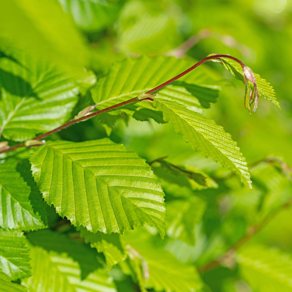Gemeine Hainbuche Carpinus betulus – Heckenpflanze – 6 Pflanzen – 1 laufender Meter – 17cm – Höhe 55cm – Dichtes Laub – Privatsphäre – Plant