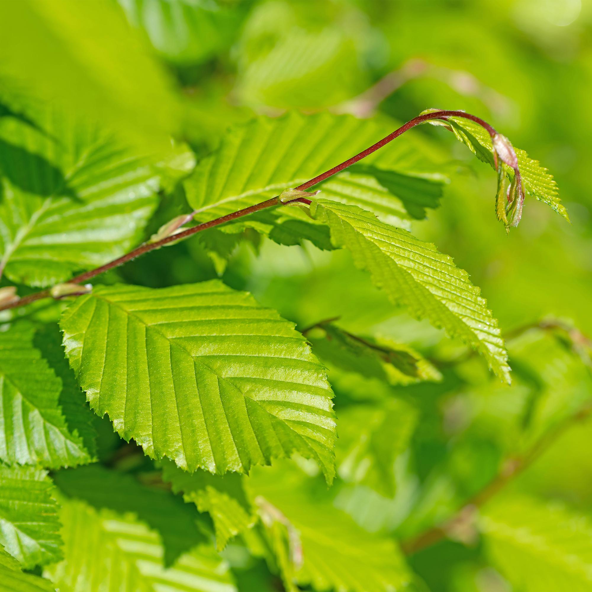 Gemeine Hainbuche Carpinus betulus – Heckenpflanze – 6 Pflanzen – 1 laufender Meter – 17cm – Höhe 55cm – Dichtes Laub – Privatsphäre – Plant