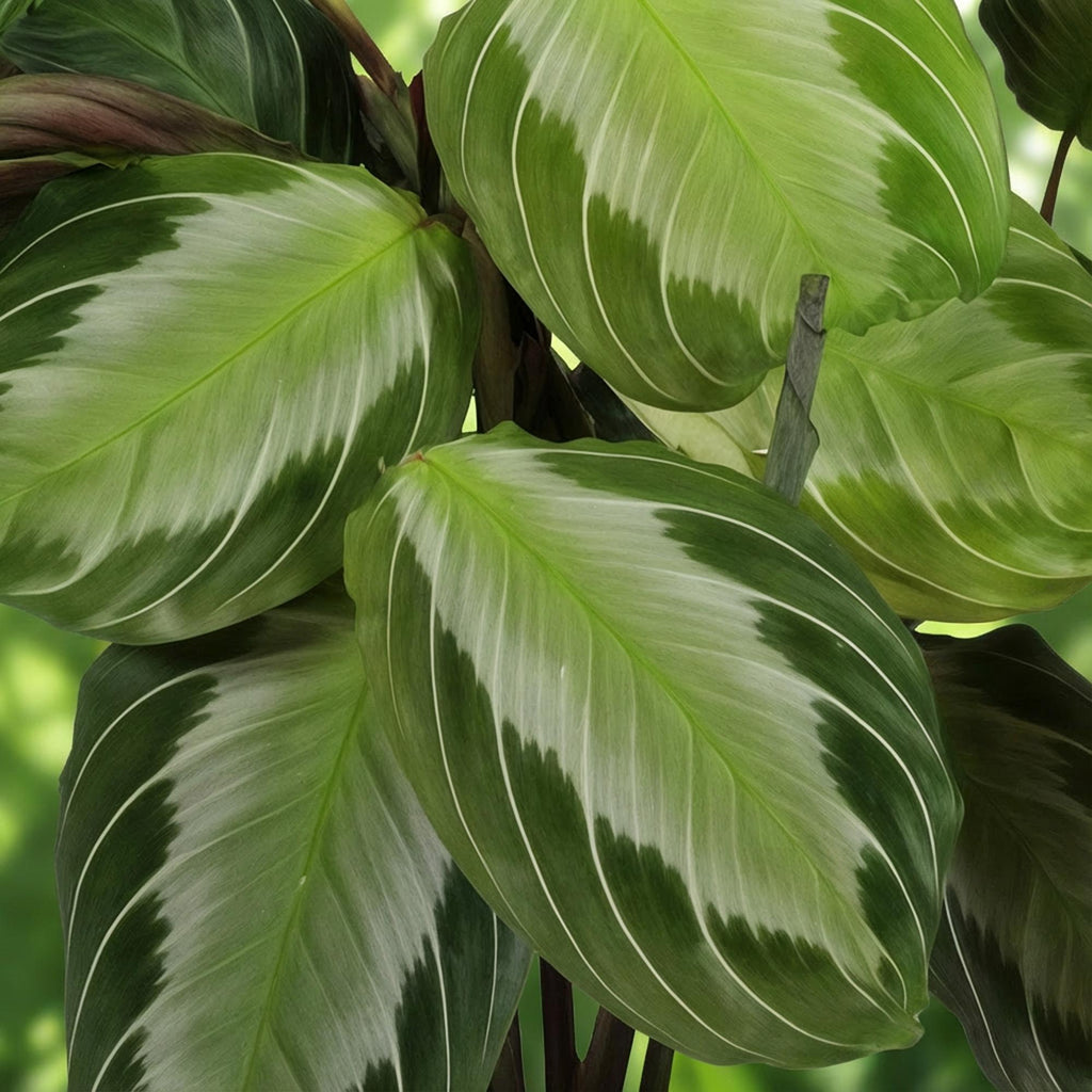 Maranta Fascinator Silverband – 2 Zimmerpflanzen – Ø12cm Höhe 30-35cm – Pfeilwurz Gebetskraut mit silberner Blattzeichnung