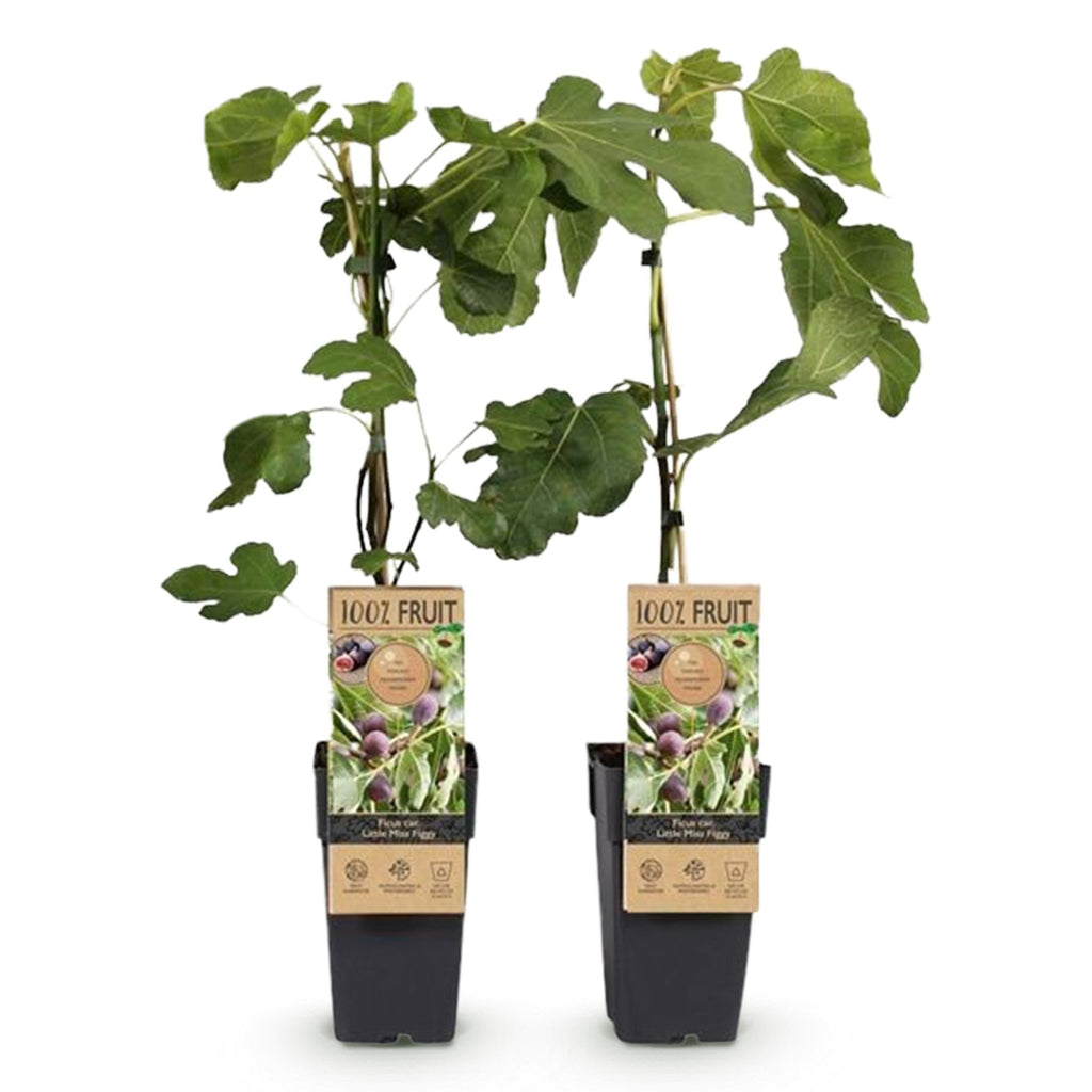 Feigenbaum – Ficus carica 'Little Miss Figgy' – 2 Pflanzen – Ø15cm – Höhe 50cm – Rote Früchte – Kompakter Obstbaum für Garten, Balkon & Terrasse – Plant