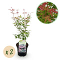 Japanischer Ahorn – Acer palmatum 'Phoenix' – 2 Pflanzen – 70cm hoch – Ø19cm – leuchtend rot – orange – Balkon – & Gartenpflanze – Plant