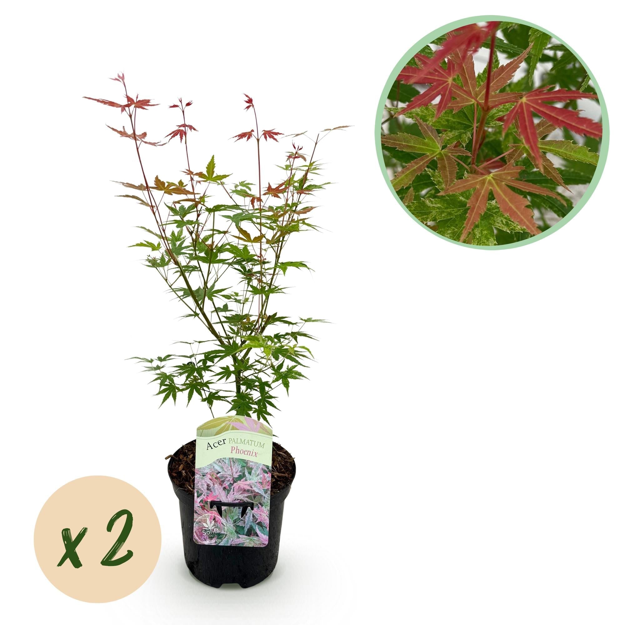Japanischer Ahorn – Acer palmatum 'Phoenix' – 2 Pflanzen – 70cm hoch – Ø19cm – leuchtend rot – orange – Balkon – & Gartenpflanze – Plant