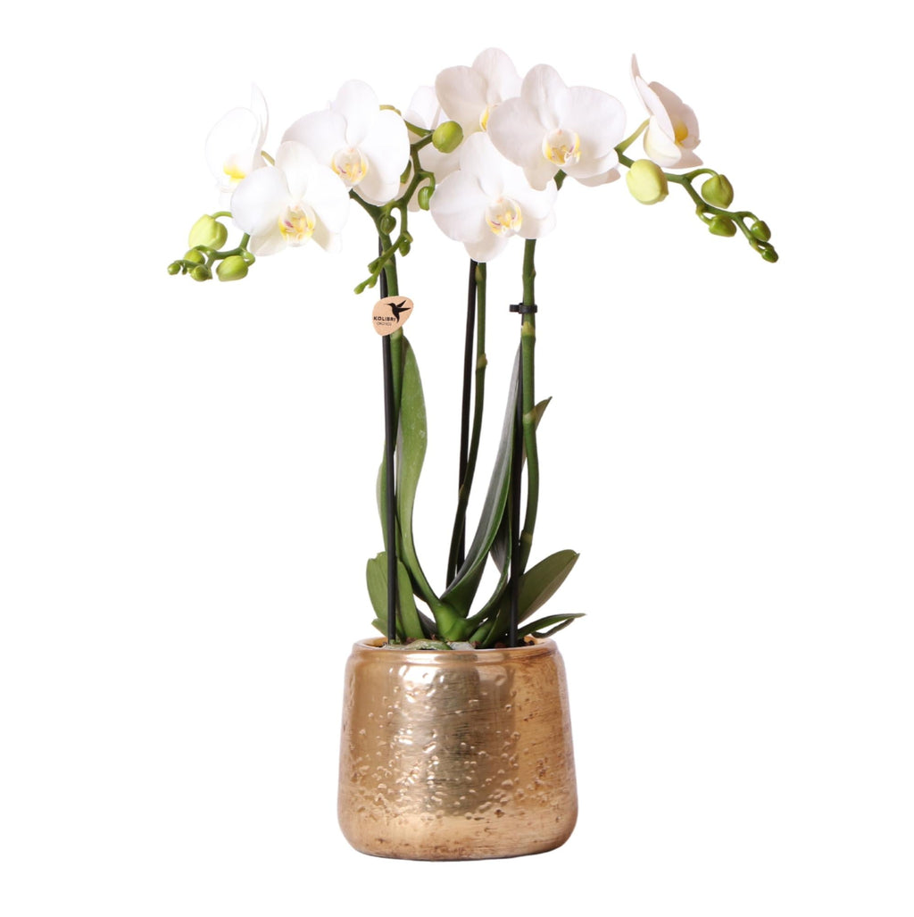 Weiße Phalaenopsis Orchidee Amabilis – Luxuriöser Ziertopf Gold Ø9cm – 40cm hohe blühende Zimmerpflanze – Frisch vom Züchter – Plant