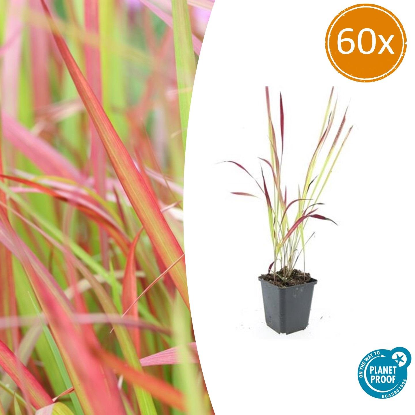 Japanisches Blutgras Imperata cylindrica 'Red Baron' – ↕10-25cm – Ø9cm – Winterhartes Ziergras mit roten Blattspitzen – Plant