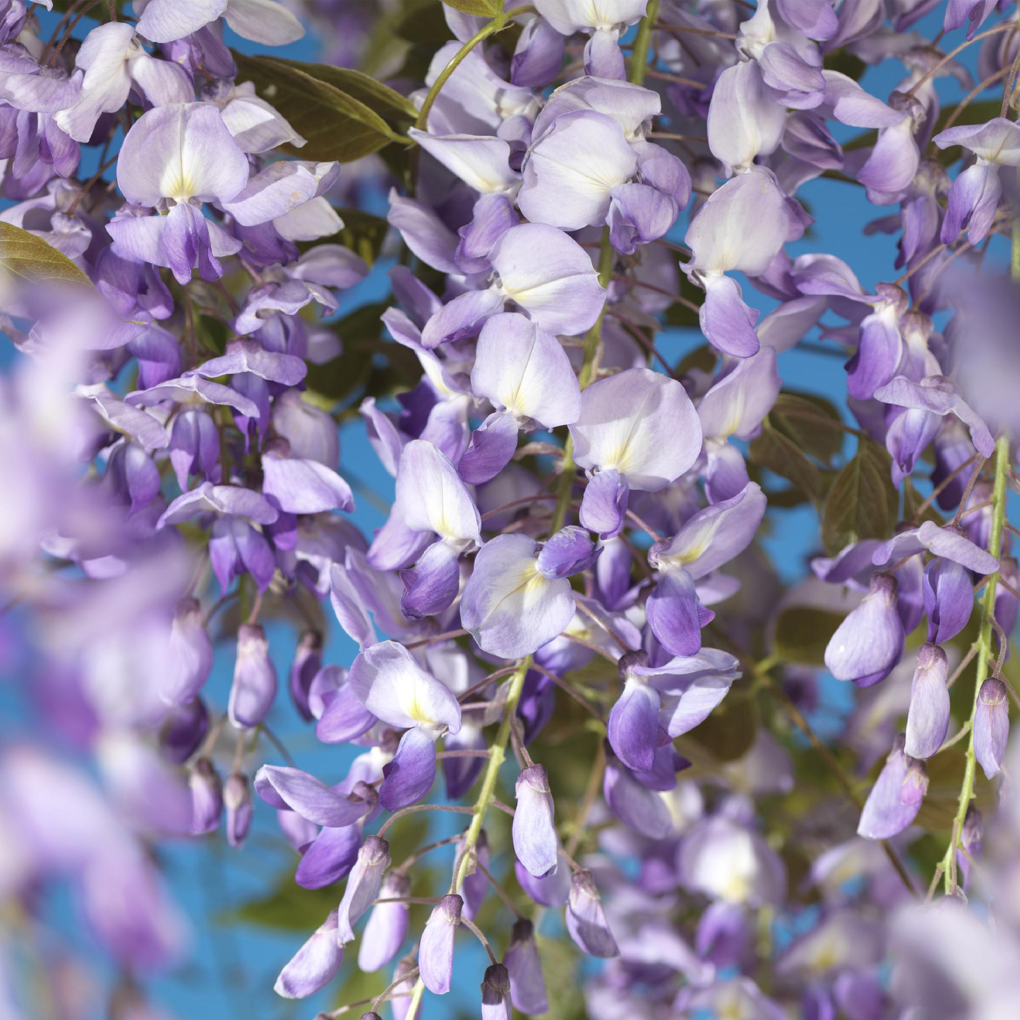 Blauregen Wisteria floribunda Prolific – Kletterpflanze – Blüte Blau – Duftend – Schnellwachsend – 11cm Höhe 40cm – Für Pergolen & Zäune – Plant