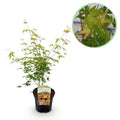 Japanischer Ahorn Acer palmatum 'Katsura' – Orange – Balkon – & Gartenpflanze – Ø19cm – Ca. 70cm hoch – Plant