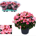 Freiland – Begonie Begonia Betulia 'Candy' Rosa – Ø19cm – ↕35cm – Blühfreudige Balkonpflanze – Für geschützte Außenbereiche & helle Innenräume – Plant