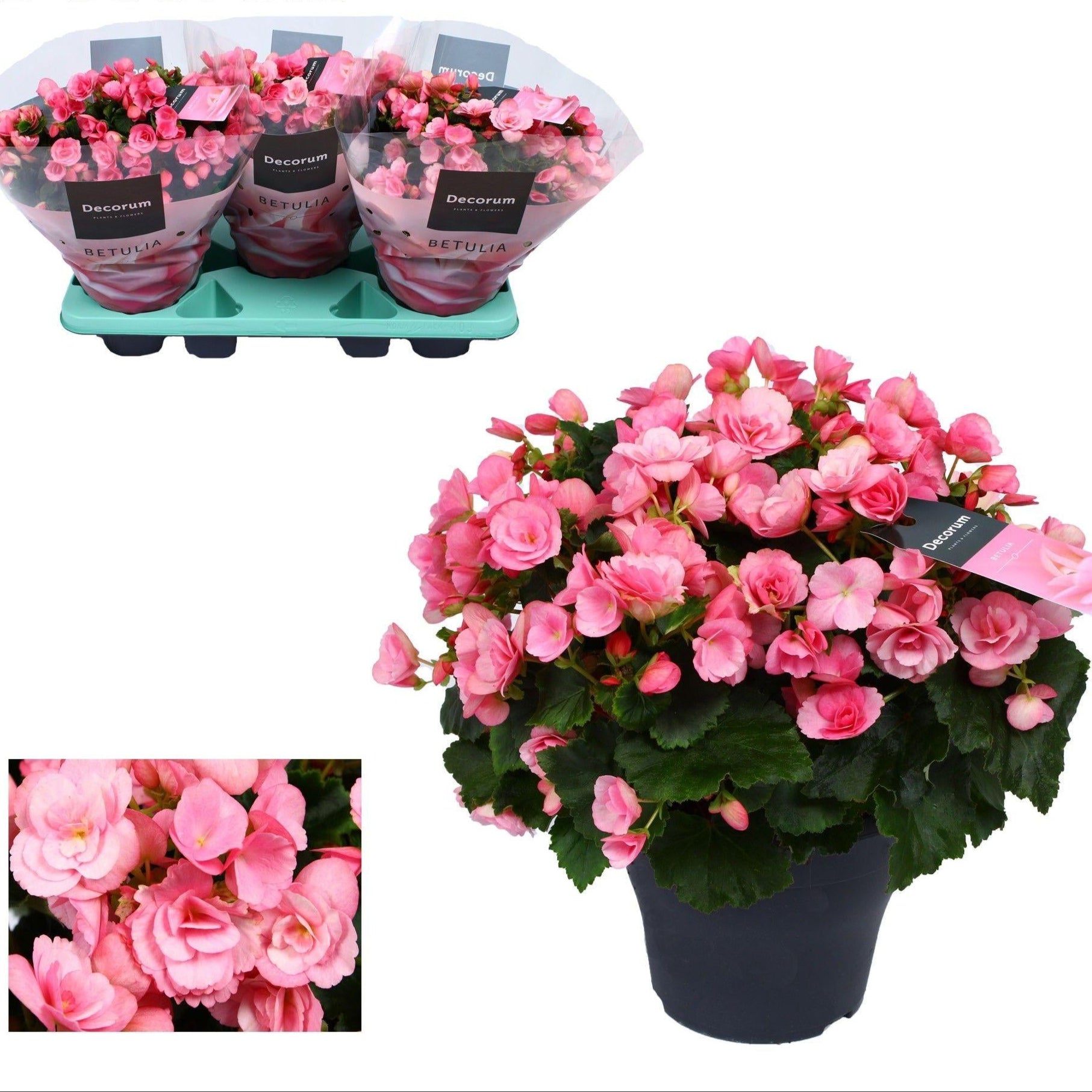 Freiland – Begonie Begonia Betulia 'Candy' Rosa – Ø19cm – ↕35cm – Blühfreudige Balkonpflanze – Für geschützte Außenbereiche & helle Innenräume – Plant