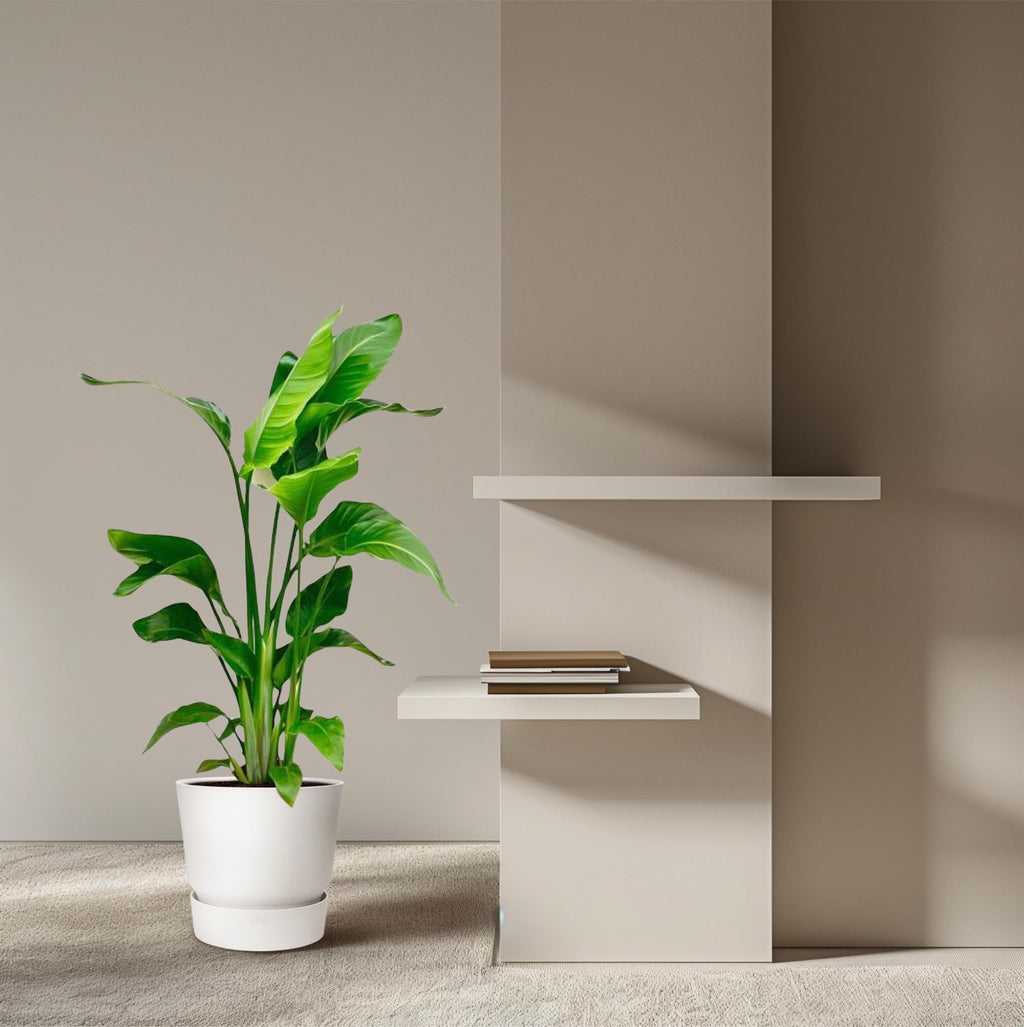 Strelitzia Nicolai – Paradiesvogelblume – Zimmerpflanze 70-90cm – Ø17cm – Tropische Grünpflanze für Wohnzimmer & Büro – Exotisch & pflegeleicht – Plant