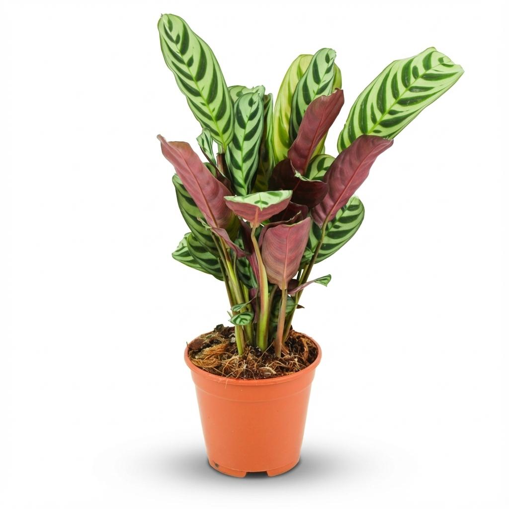Korbmarante Ctenanthe Burle – Marxii Ø14cm Höhe35-40cm – Gebetspflanze mit Fischgrätenmuster – Zimmerpflanze für Wohnraum & Büro – Plant