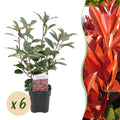 Photinia fraseri Red Robin – 6 Pflanzen für 1 laufenden Meter – Frasers Glanzmispel – Immergrüne Heckenpflanze im 17cm Topf – ca. 55cm hoch – Plant