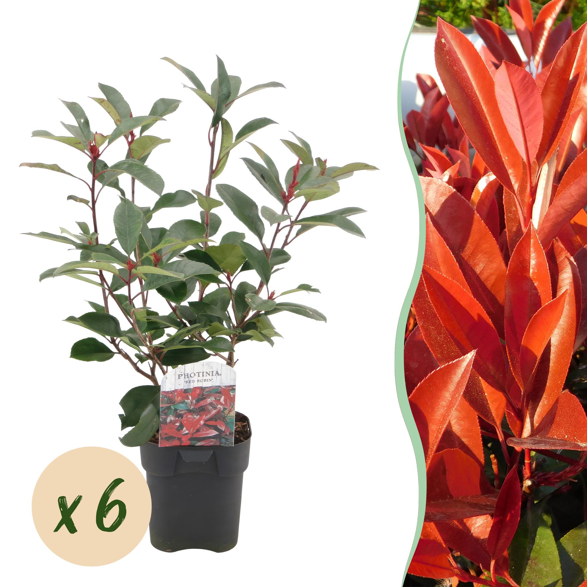 Photinia fraseri Red Robin – 6 Pflanzen für 1 laufenden Meter – Frasers Glanzmispel – Immergrüne Heckenpflanze im 17cm Topf – ca. 55cm hoch – Plant