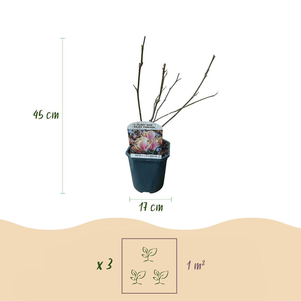 Tulpen – Magnolie Magnolia Soulangiana – Strauch/Baum – Blüten Hellrosa – Frühjahrsblüher – Pflegeleicht – 17cm Höhe 45cm – Für Garten & Terrasse – Plant