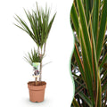 Dracaena Marginata – Drachenbaum – 17cm – Höhe 70-80cm – Pflegeleichte grüne Zimmerpflanze mit elegantem Blattwerk für Wohn – und Arbeitsräume – Plant