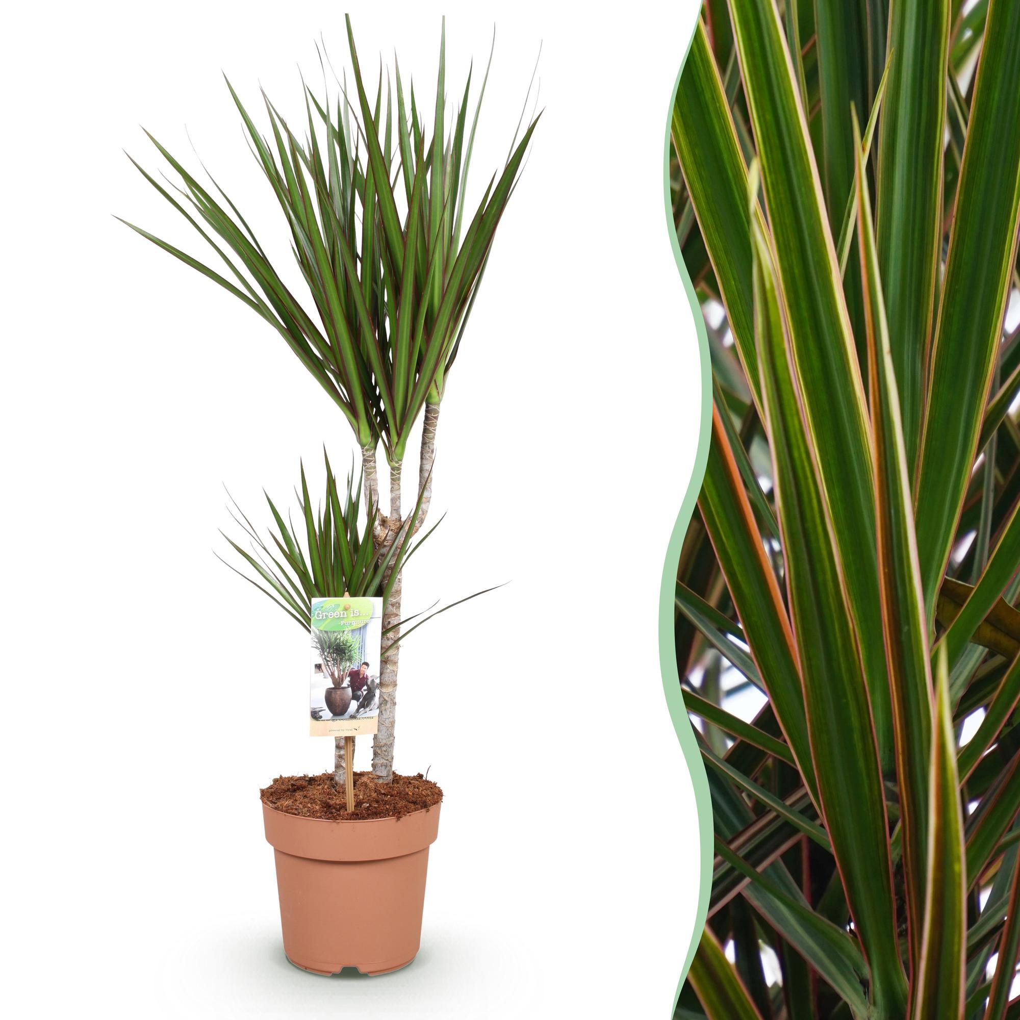 Dracaena Marginata – Drachenbaum – 17cm – Höhe 70-80cm – Pflegeleichte grüne Zimmerpflanze mit elegantem Blattwerk für Wohn – und Arbeitsräume – Plant
