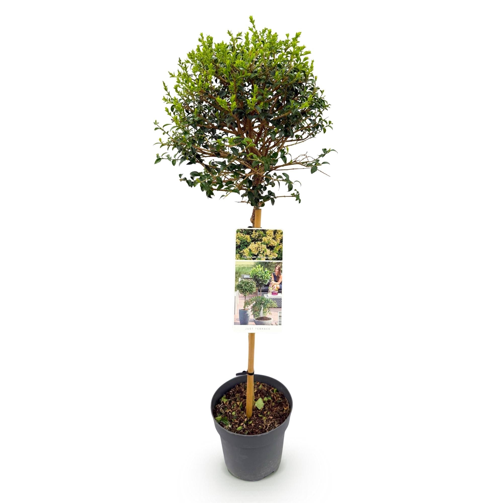 Ligustrum delavayanum Stamm – Pflanze – Immergrün – Pflegeleicht – Ø19cm – Höhe ca. 90cm – Sichtschutz & Stil für Terrasse & Balkon – Plant