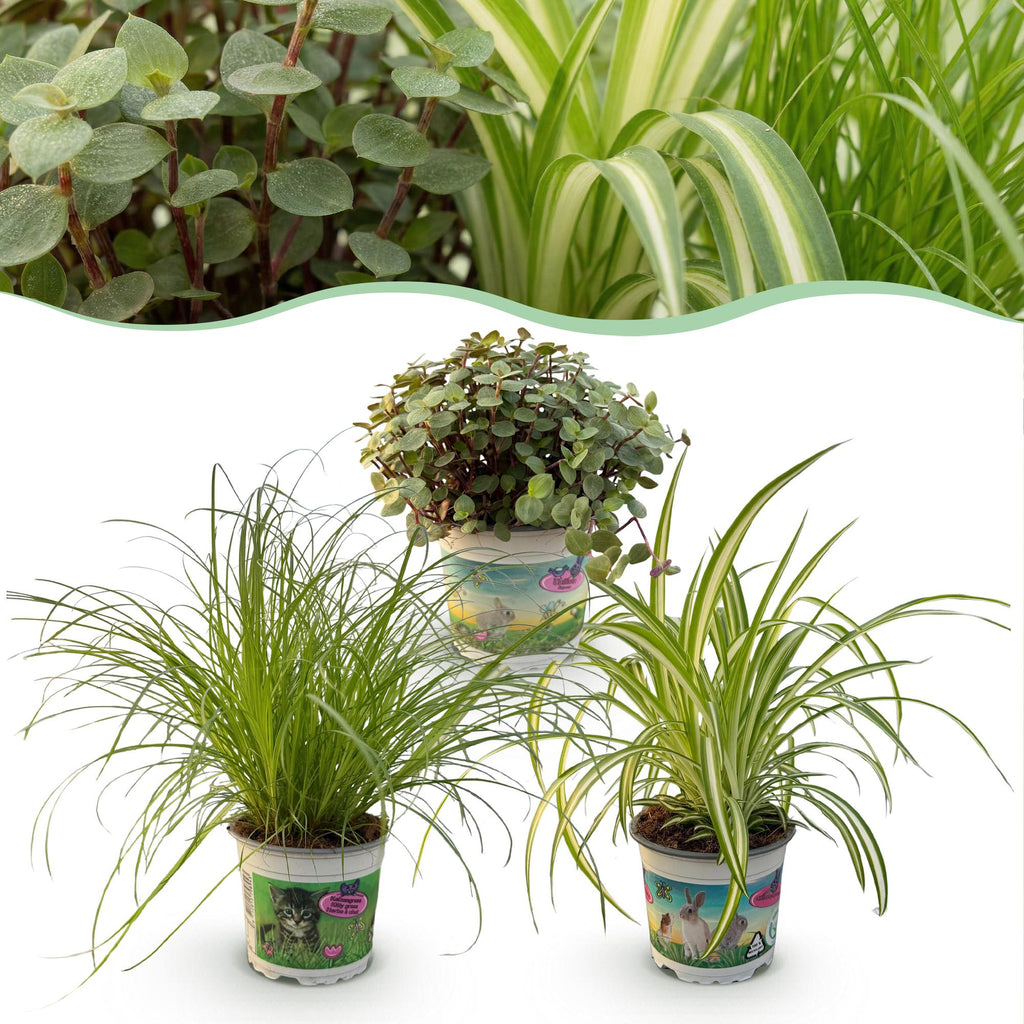 Cyperus Calissia Chlorophytum Pflanzenmix – 3 haustierfreundliche Zimmerpflanzen – 3 Pflanzen im Set – 12cm – Höhe ca. 20cm – Pflegeleicht