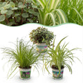 Cyperus Calissia Chlorophytum Pflanzenmix – 3 haustierfreundliche Zimmerpflanzen – 3 Pflanzen im Set – 12cm – Höhe ca. 20cm – Pflegeleicht