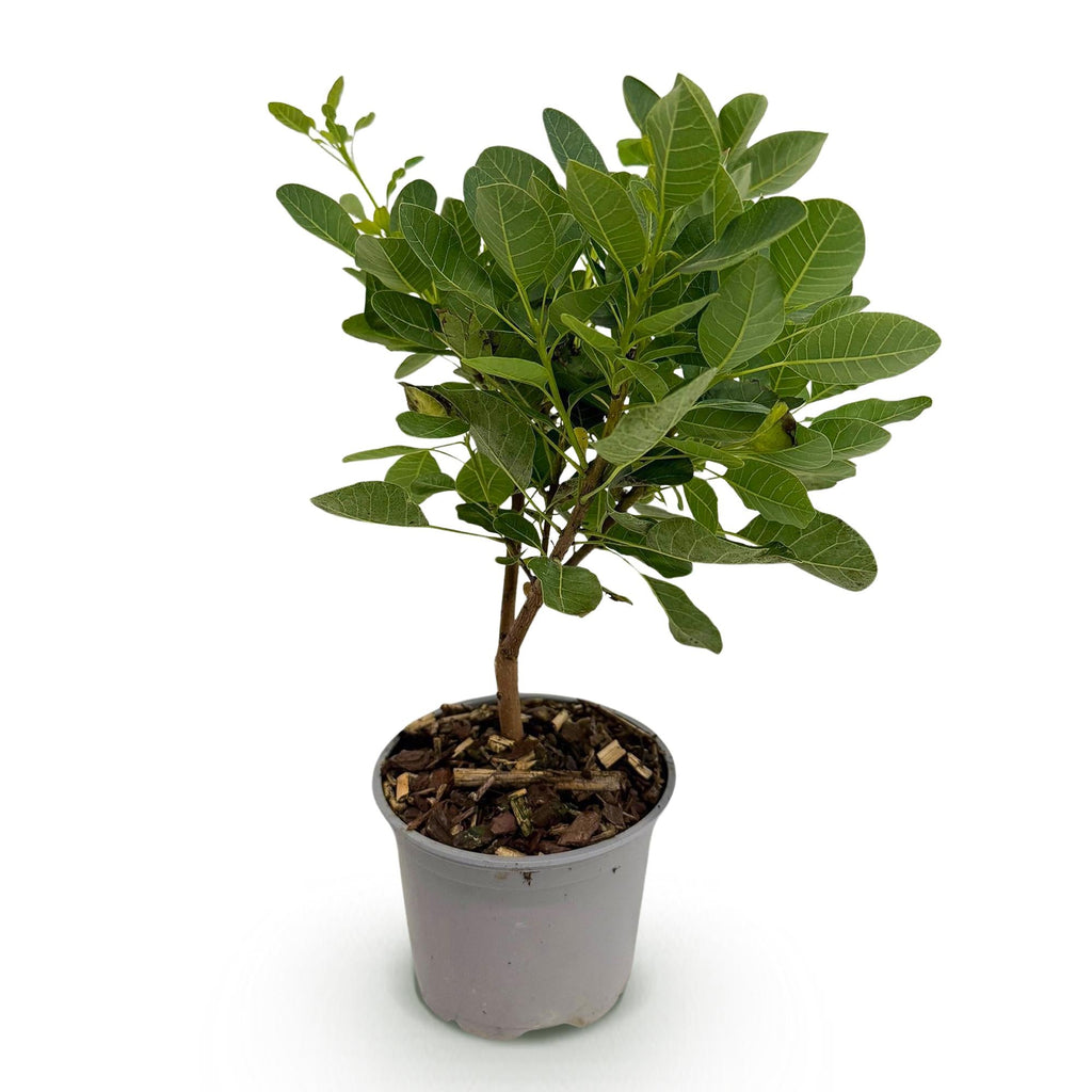 Cotinus coggyria Young Lady – 12cm – Höhe ca. 35cm – Rosa Sommerblüte & grünes Laub – Plant