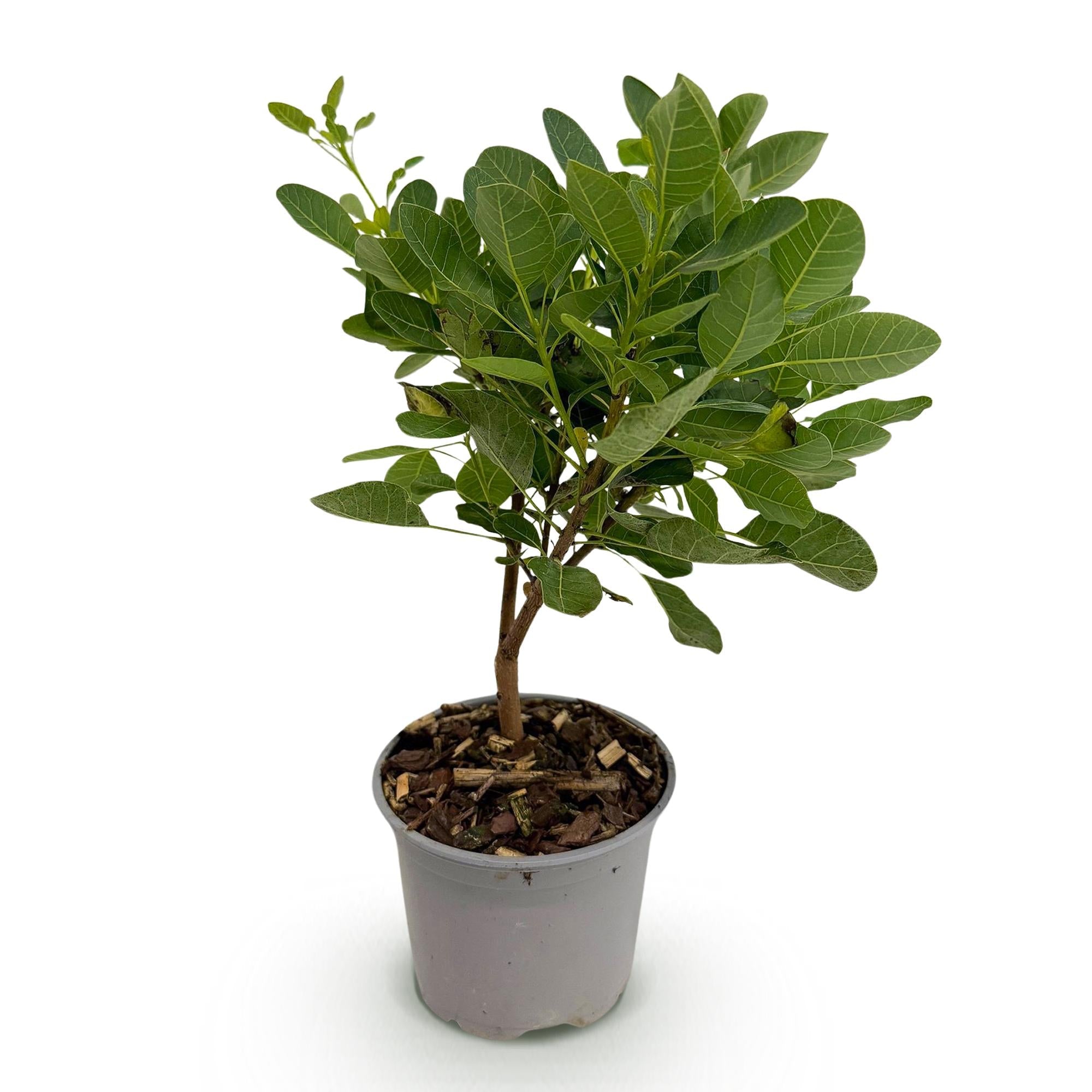 Cotinus coggyria Young Lady – 12cm – Höhe ca. 35cm – Rosa Sommerblüte & grünes Laub – Plant