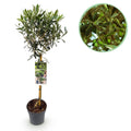 Olea Europaea Olivenbaum auf Stamm – Immergrüne Terrassenpflanze – Pflegeleicht – Ø19cm – Höhe ca. 90cm – Mediterranes Flair für Balkon & Garten – Plant