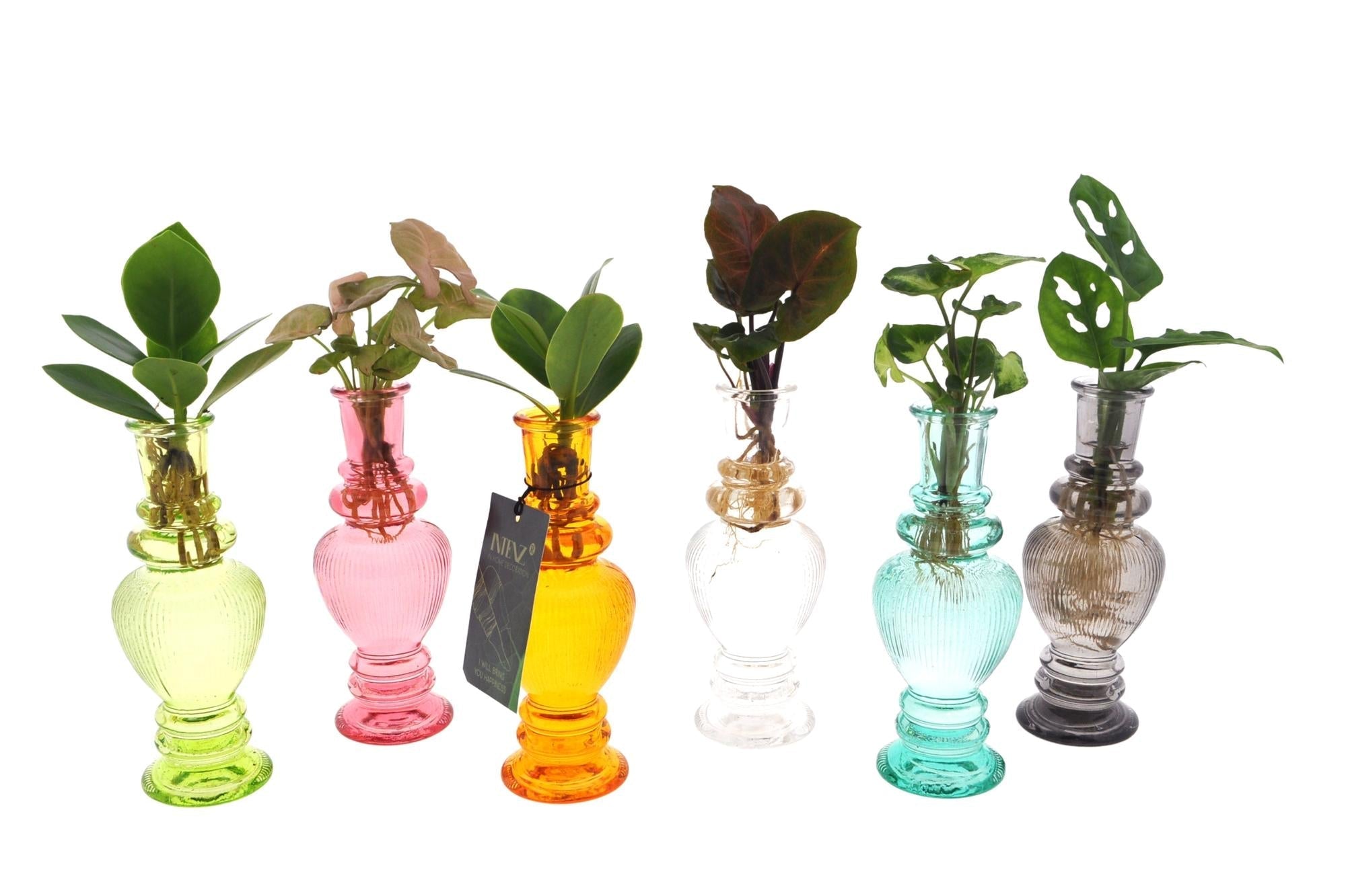 Hydroponik Pflanzen Mix im Venice Glas – Ø7cm ↕20cm – Grünpflanzen im Glasgefäß – Pflegeleicht & modern – Für Wohnzimmer, Büro & Tischdeko – Plant