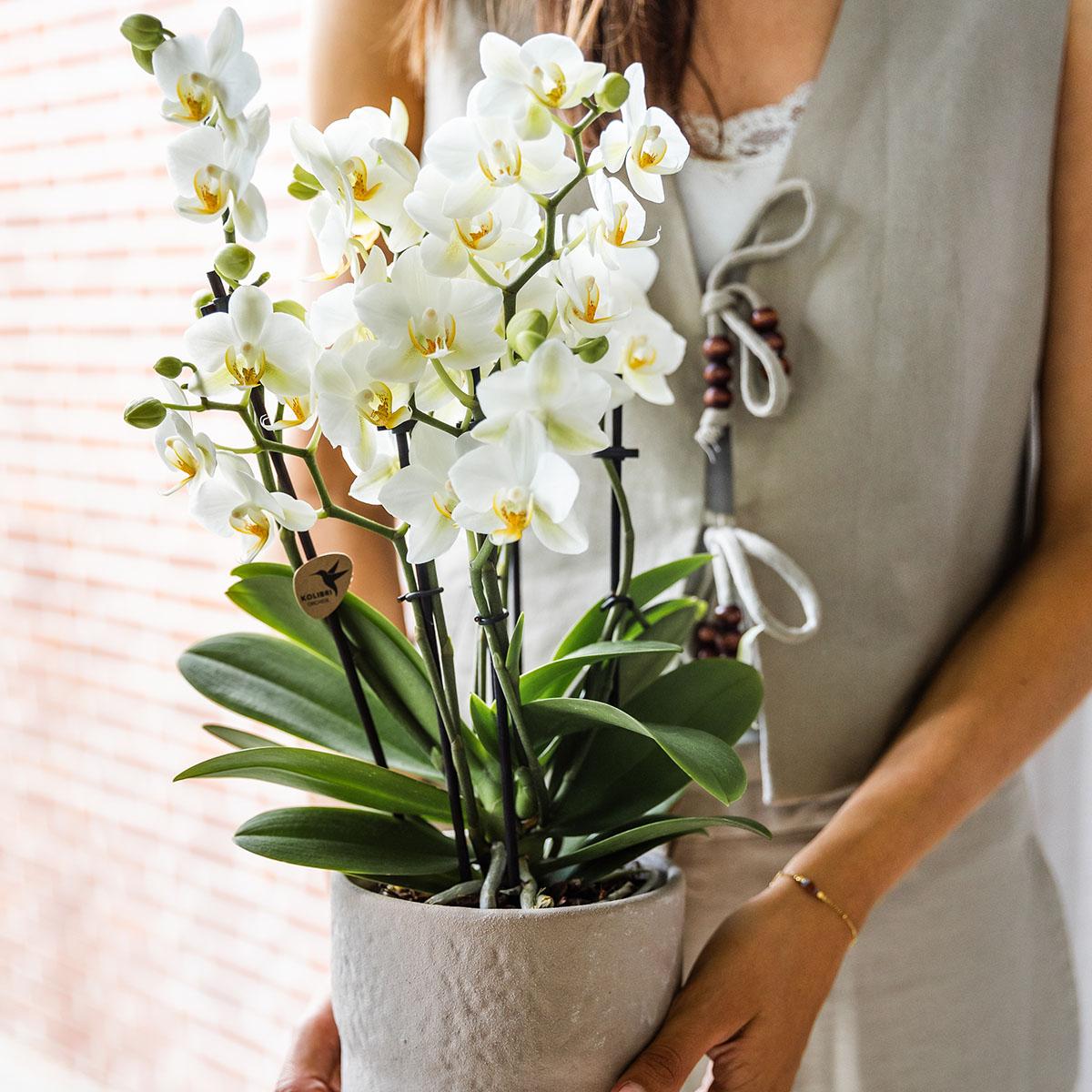 Phalaenopsis Orchidee Lausanne – Weiß – Ø12cm – 2-3 Zweige – Elegante Zimmerpflanze mit vielen Blüten – Für Wohnzimmer, Büro & Bad – Plant