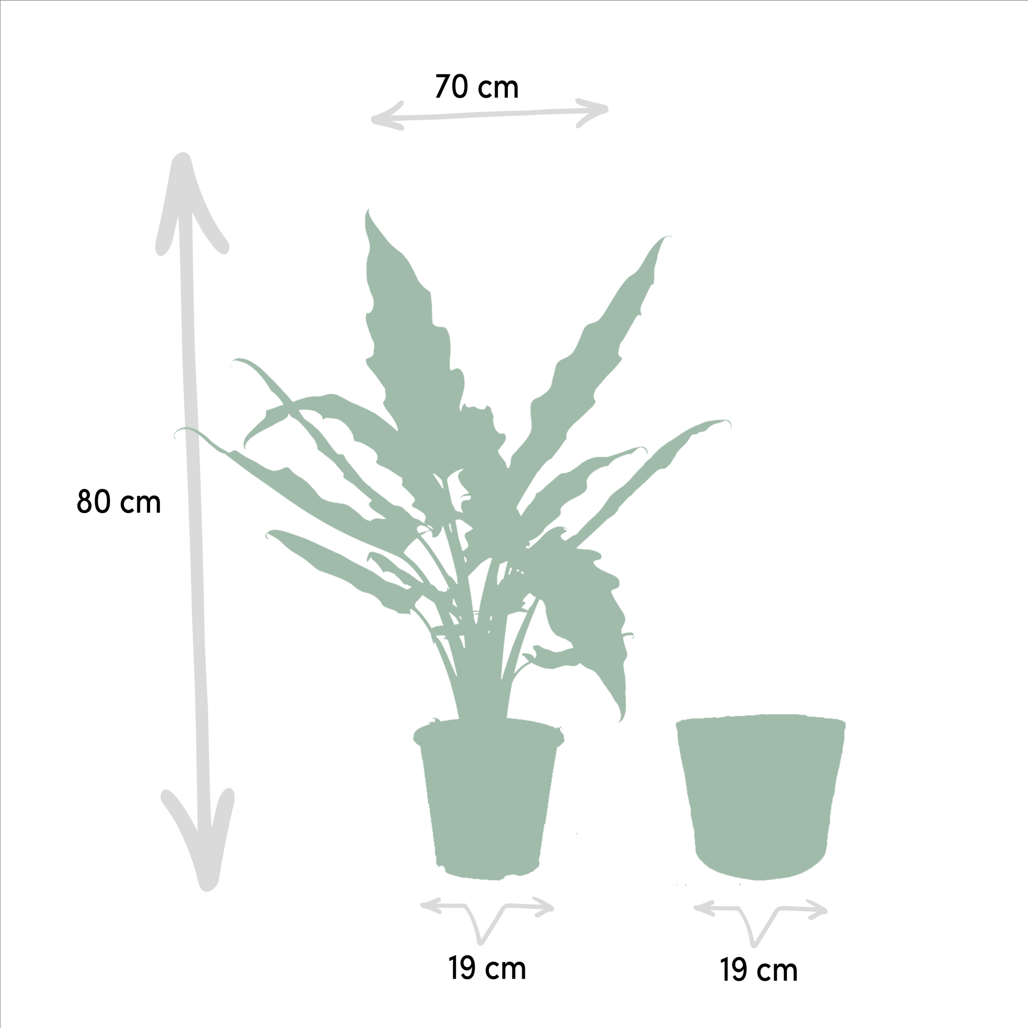 Alocasia Lauterbachiana – Pfeilblatt – Zimmerpflanze – Ø19cm – ↕80cm – inkl. Naturkorb – Elefantenohr – Luftreinigend – Pflegeleicht