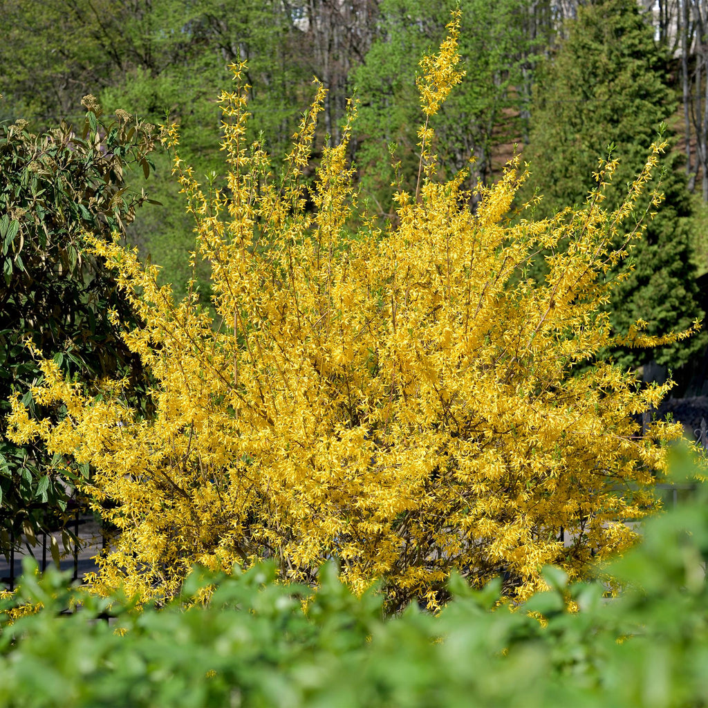 Goldglöckchen Forsythia intermedia – Zierstrauch mit gelben Blüten – 17cm – Höhe ca. 45cm – Schnellwachsender & pflegeleichter Blütenstrauch – Plant