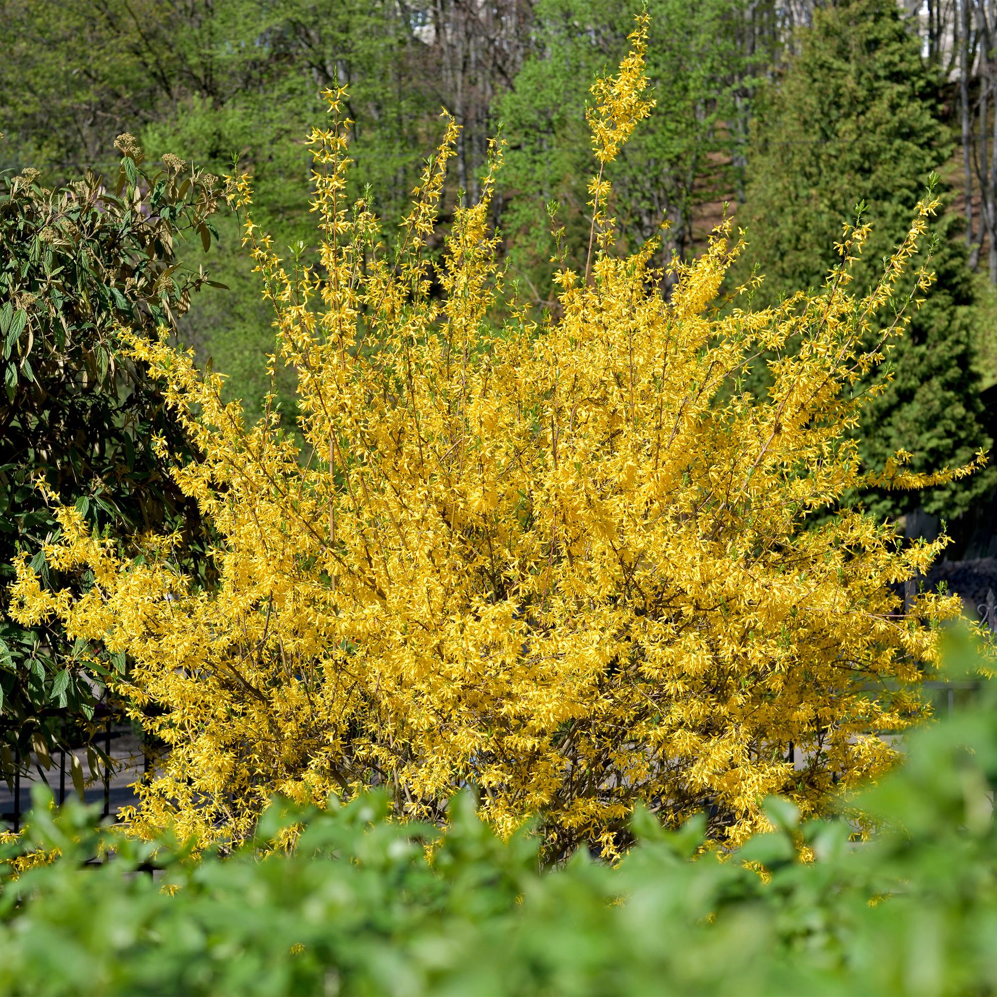 Goldglöckchen Forsythia intermedia – Zierstrauch mit gelben Blüten – 17cm – Höhe ca. 45cm – Schnellwachsender & pflegeleichter Blütenstrauch – Plant