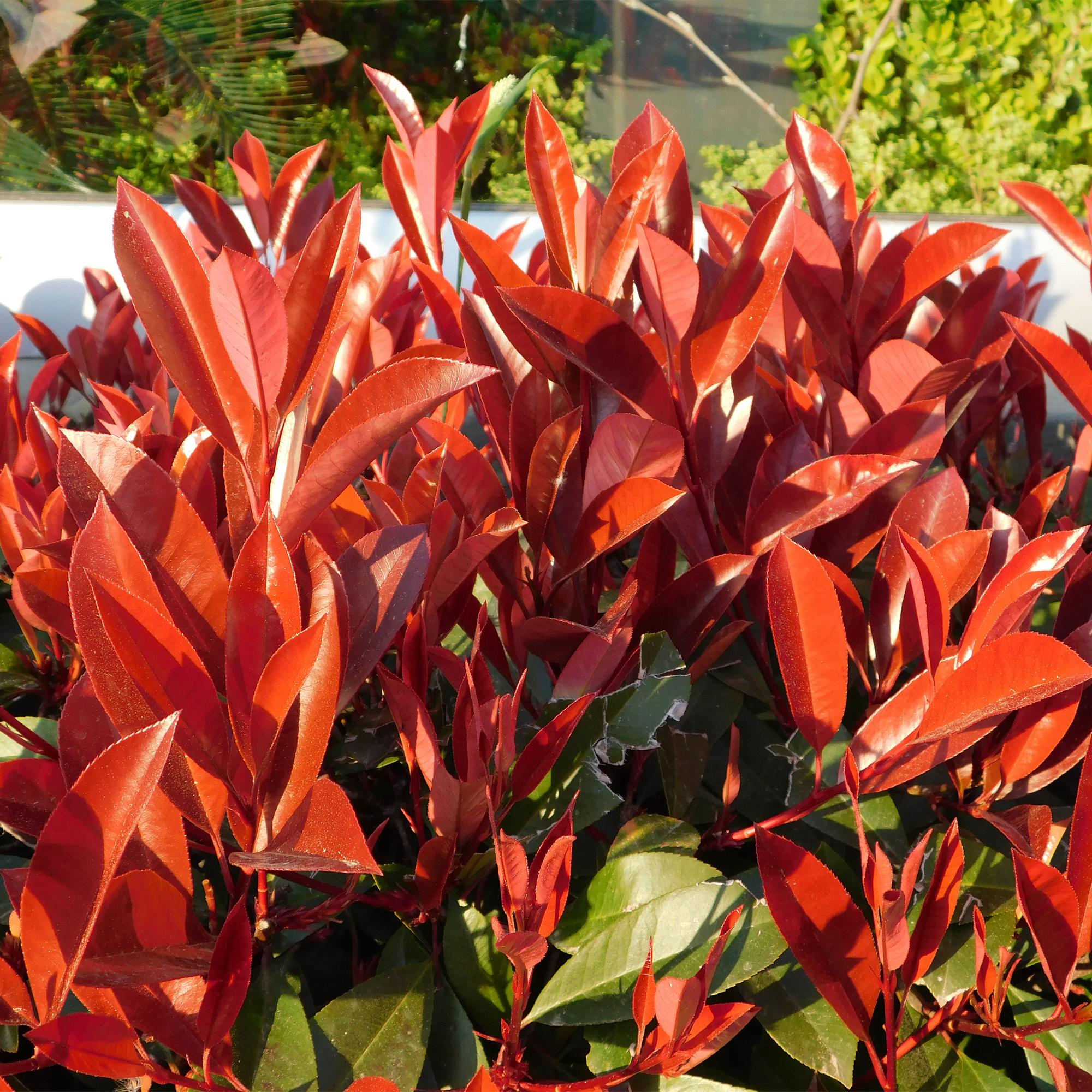 Photinia fraseri Red Robin – 6 Pflanzen für 1 laufenden Meter – Frasers Glanzmispel – Immergrüne Heckenpflanze im 17cm Topf – ca. 55cm hoch – Plant