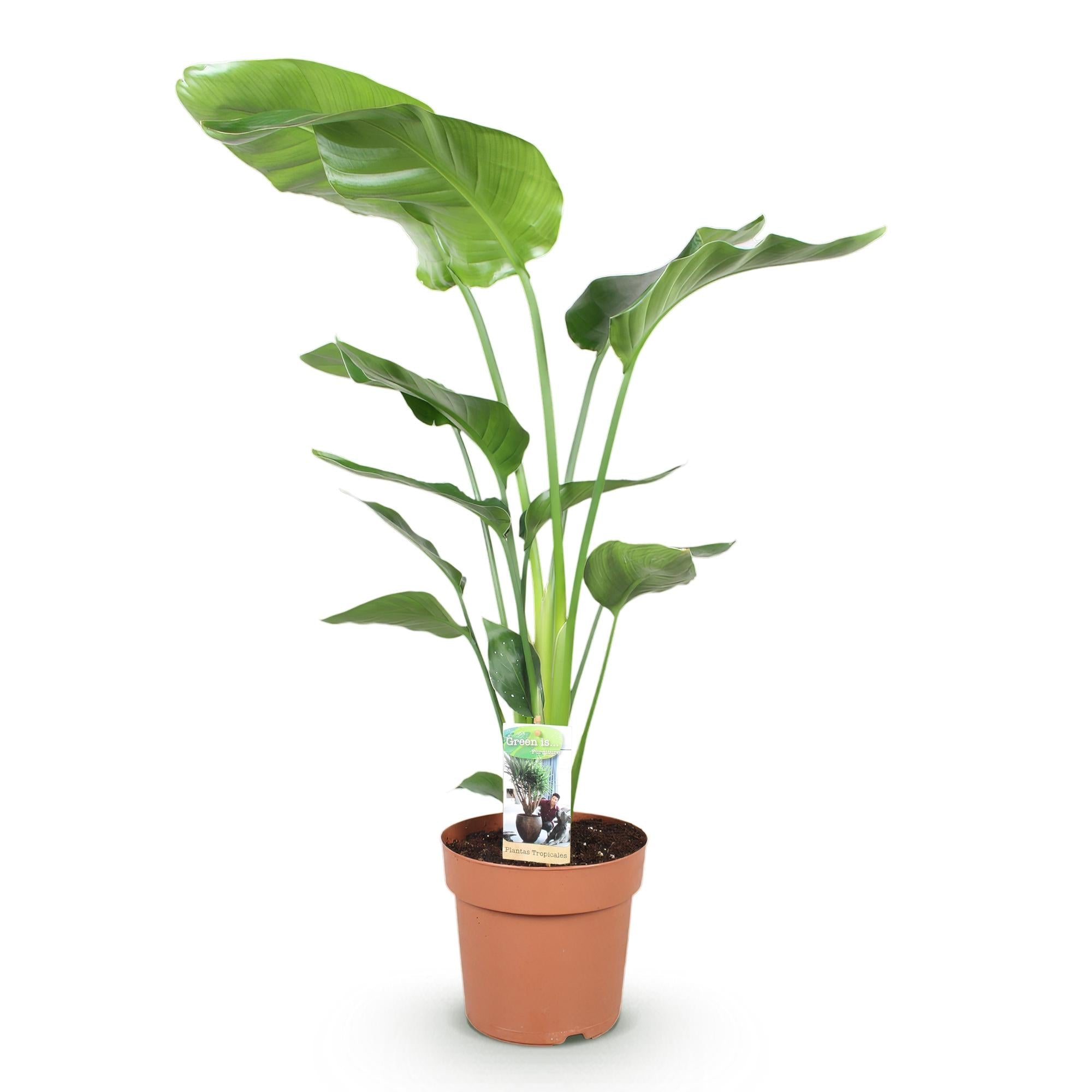 Strelitzia Nicolai – 110-120cm – 21cm – Pflegeleichte Paradiesvogelblume – Große tropische Zimmerpflanze – Plant