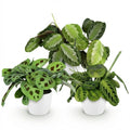 Maranta Mix Gebetspflanze Silverband Lemon Lime Kerchoveana Zimmerpflanze 3er Set mit weißem Topf Ø12cm Höhe 25cm Haustierfreundliche Grünpflanzen