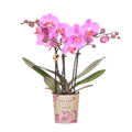 Violett – Rosa Phalaenopsis Orchidee – Frederikstad – Ø9cm – Blühende Zimmerpflanze mit 2-3 kräftigen Trieben – Plant