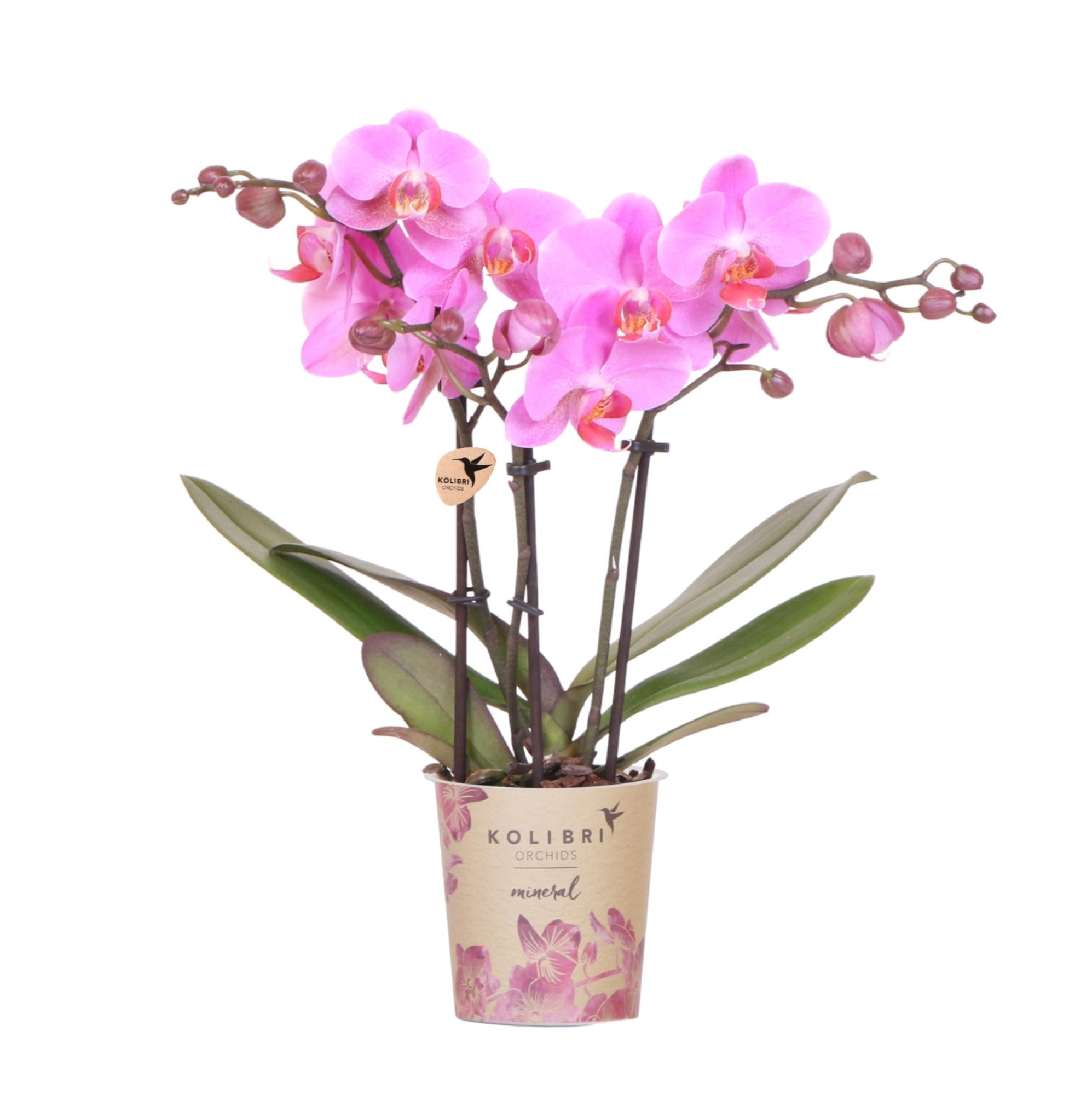 Violett – Rosa Phalaenopsis Orchidee – Frederikstad – Ø9cm – Blühende Zimmerpflanze mit 2-3 kräftigen Trieben – Plant
