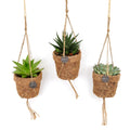 Sukkulenten Mix 3er – Set – Kokopot String – Mini – Sukkulenten Ø10cm – Pflegeleicht & trockenheitsresistent – Pflanzenhöhe ca. 15cm – Plant
